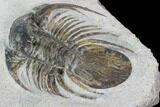 Bargain, Spiny Kolihapeltis Trilobite - Rare Species #102878-3